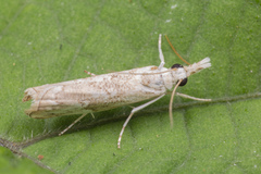Culladia hastiferalis