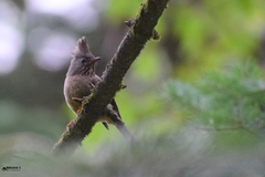 Yuhina gularis