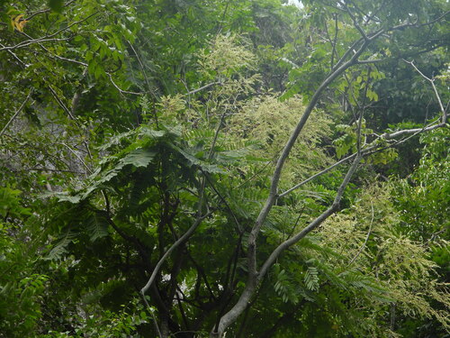 Phyllanthus mirabilis, photograph 1