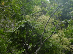 Phyllanthus mirabilis, photograph (c) Utain Pummarin, some rights reserved (CC BY)