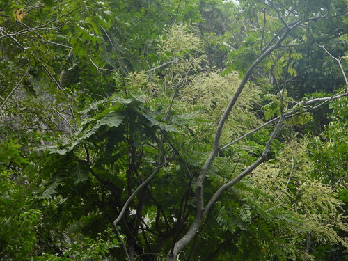 Phyllanthus mirabilis