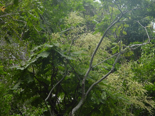 Phyllanthus mirabilis, photograph 2