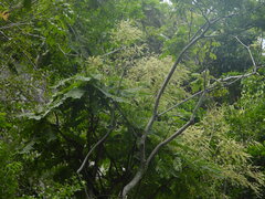 Phyllanthus mirabilis, photograph (c) Utain Pummarin, some rights reserved (CC BY)