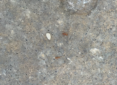 Wasmannia auropunctata