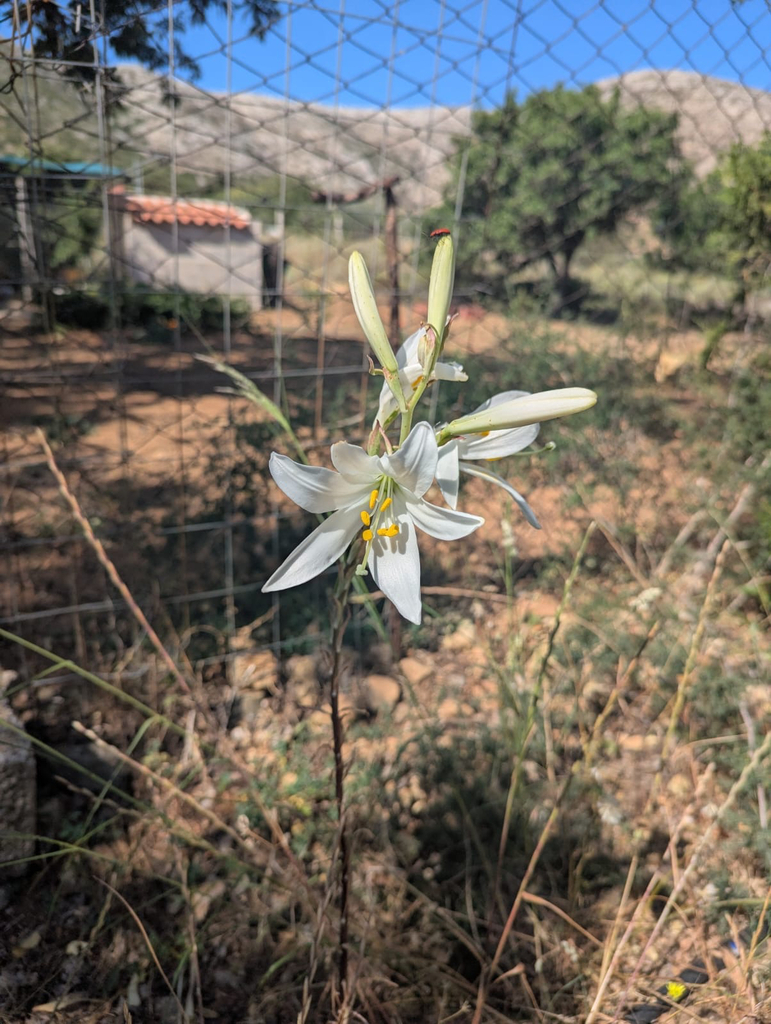 Lilium candidum, Megali Avli, Attica, GR