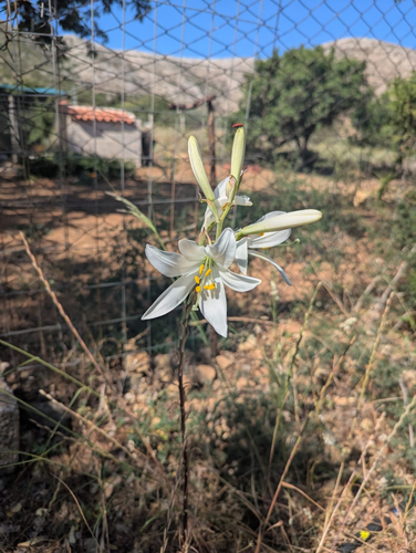 Lilium candidum