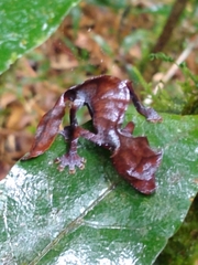 Uroplatus phantasticus