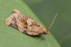 Neocalyptis affinisana