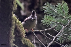 Yuhina gularis