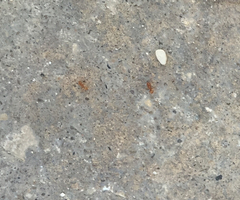 Wasmannia auropunctata