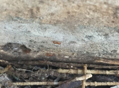 Wasmannia auropunctata