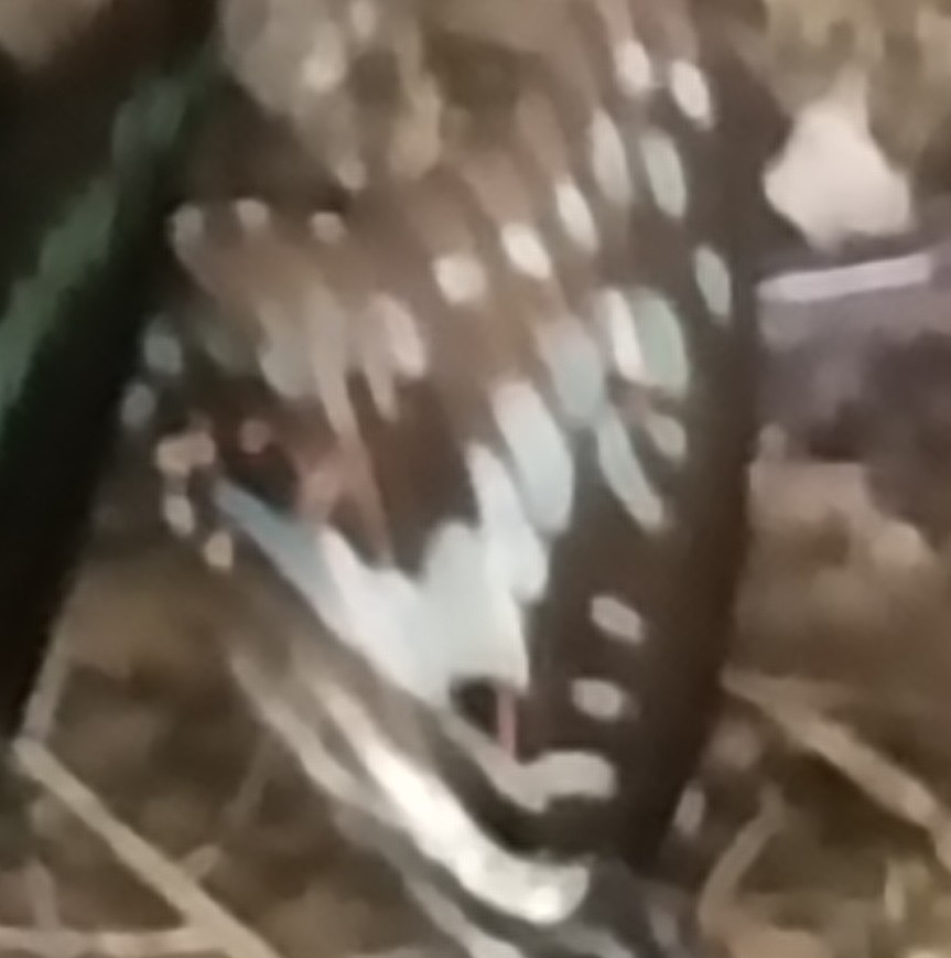Common Jay