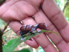 Uroplatus phantasticus