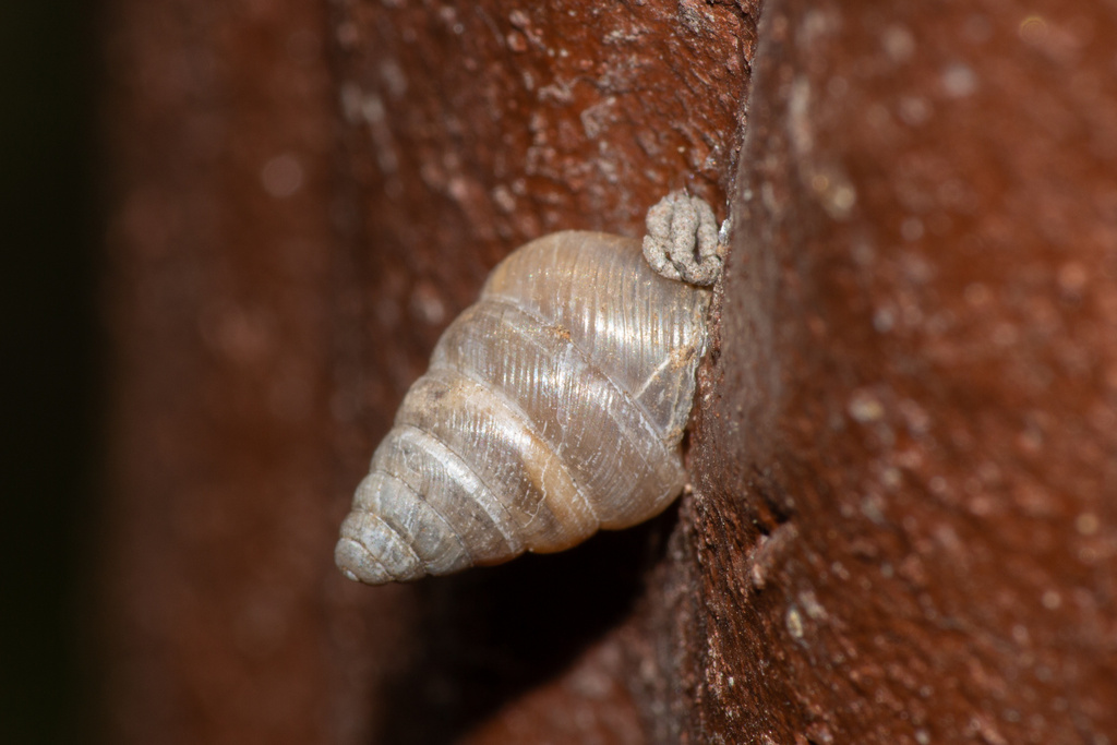 Pseudobuliminus beijingensis