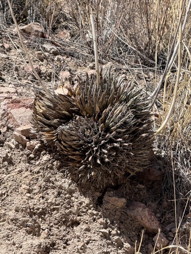 Agave parviflora