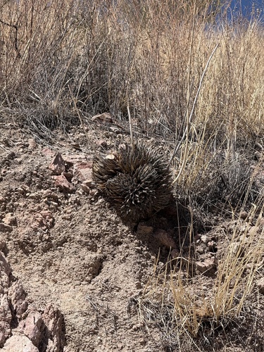 Agave parviflora