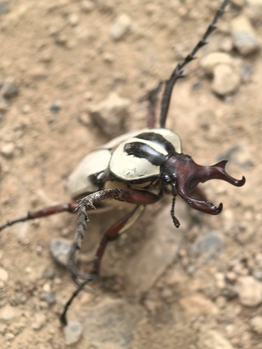 Adam's Stag-horned Beetle