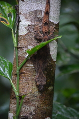 Thecadactylus solimoensis