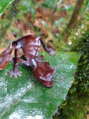 Uroplatus phantasticus