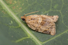 Neocalyptis affinisana