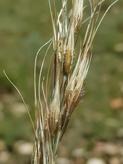 Tristachya biseriata