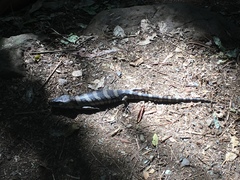 Cyclodomorphus gerrardii