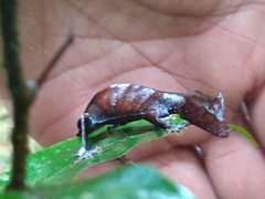 Uroplatus phantasticus