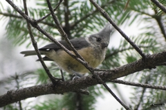 Lophophanes dichrous