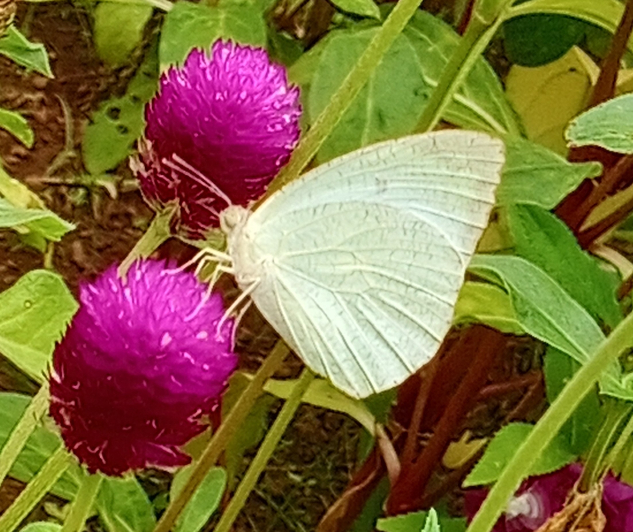 Mottled Emigrant