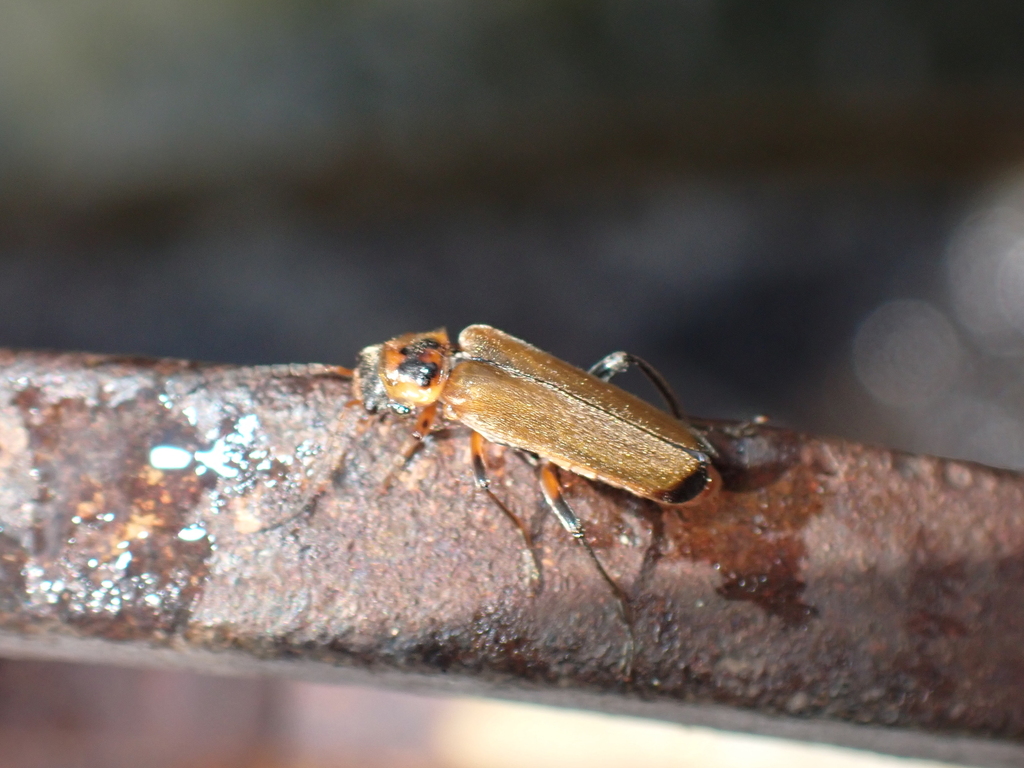 Cantharis terminata