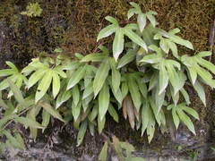 Pyrrosia polydactylos