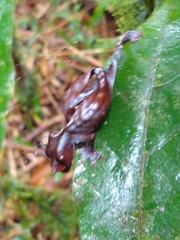 Uroplatus phantasticus