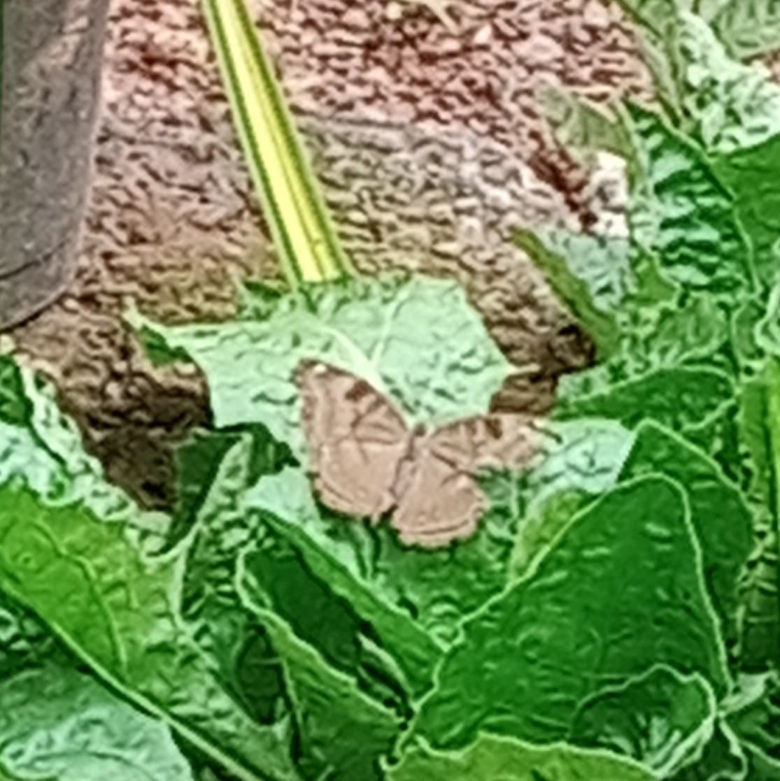 Chocolate Pansy