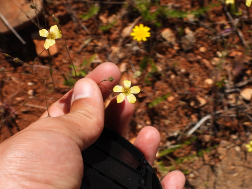 Linum setaceum (Linum setaceum)