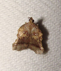 Clydonopteron sacculana