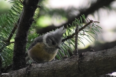 Lophophanes dichrous