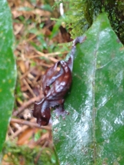 Uroplatus phantasticus