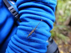 Lasiorhynchus barbicornis