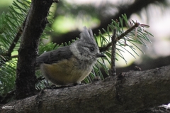 Lophophanes dichrous