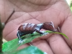 Uroplatus phantasticus