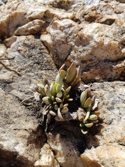 Adromischus umbraticola