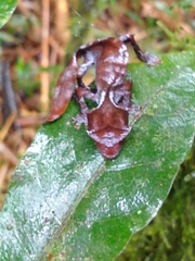 Uroplatus phantasticus