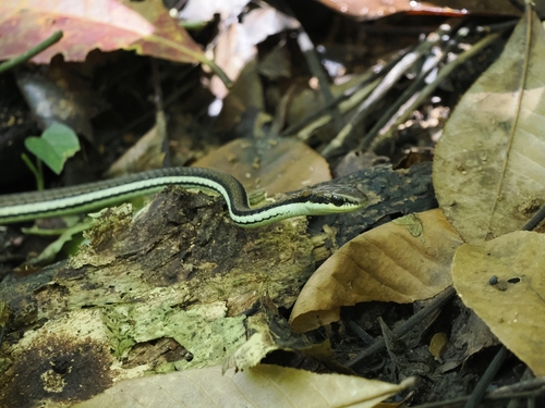 Dendrelaphis terrificus