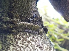 Lasiorhynchus barbicornis
