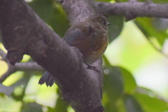 Tarsiger rufilatus