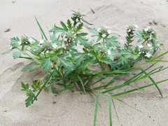Glandularia quadrangulata