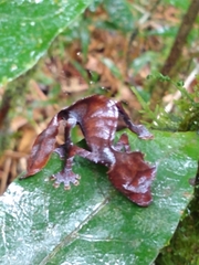 Uroplatus phantasticus