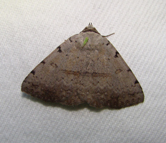 Spiloloma lunilinea