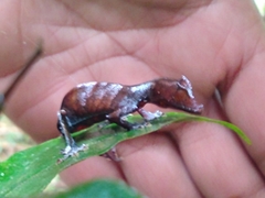 Uroplatus phantasticus