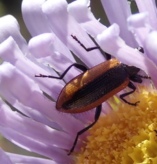 Neoeutrapela unifasciata